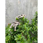 Sugar Glider Joey/Indukan Bisa Kirim Se-Jawa-Bali