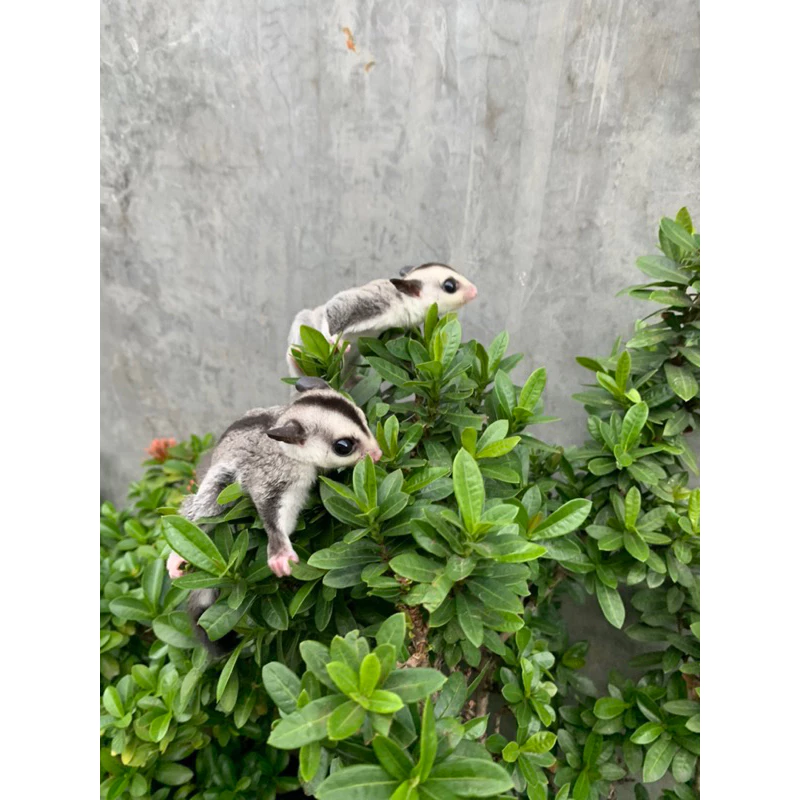 Jual Sugar Glider Surabaya