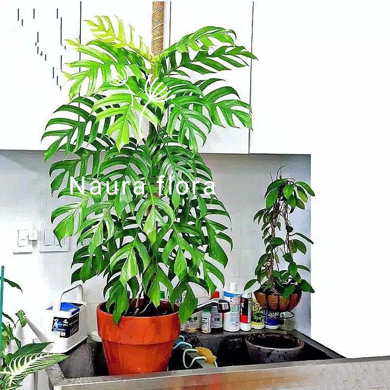 Jual Tanaman hias monstera ekor nagaphilodendron monstera ekor naga