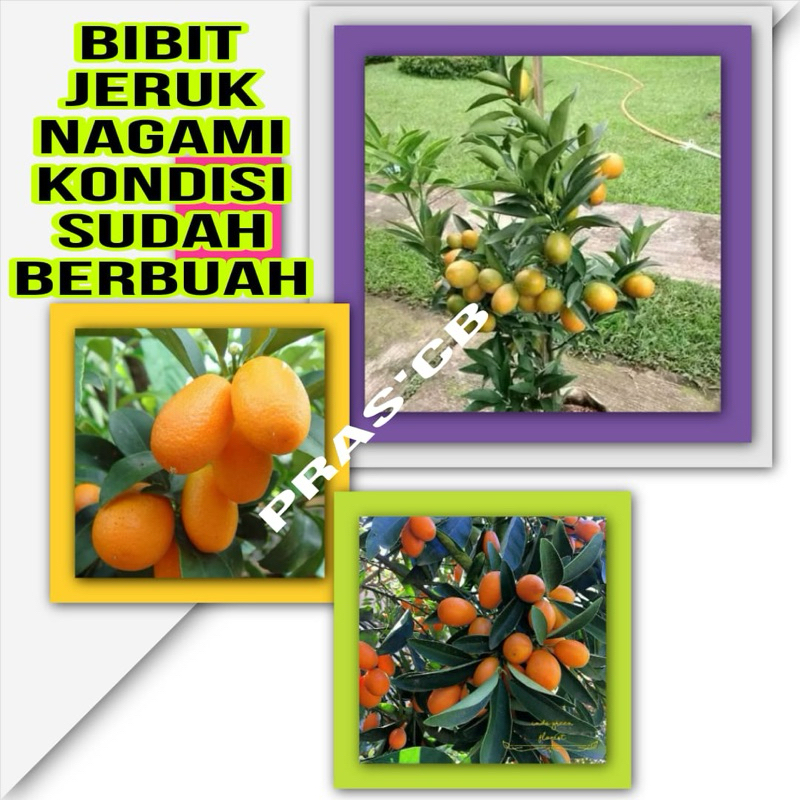 Jual Bibit Jeruk Nagami Kondisi Sudah Berbuah Lebat Shopee Indonesia