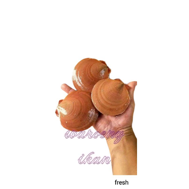 Jual kerang simping segar 1kg | Shopee Indonesia