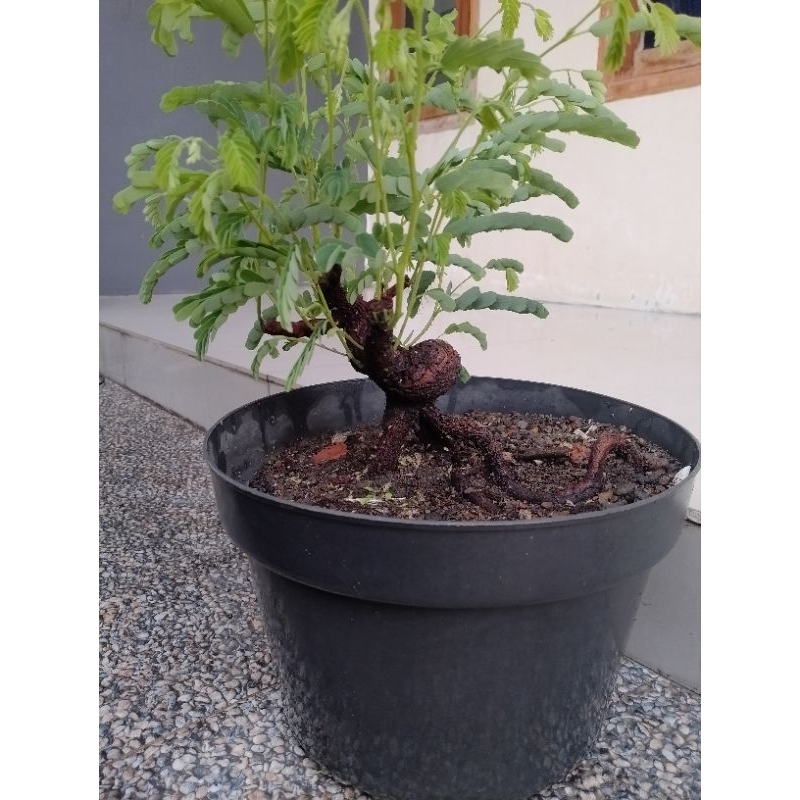 Jual Bahan Bonsai Asam Jawa Prokar Shopee Indonesia