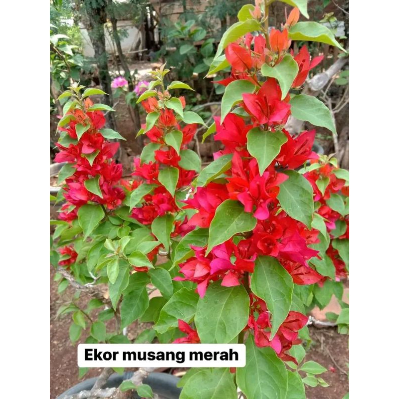 Jual Bougenville Ekor Musang Merah Original Shopee Indonesia