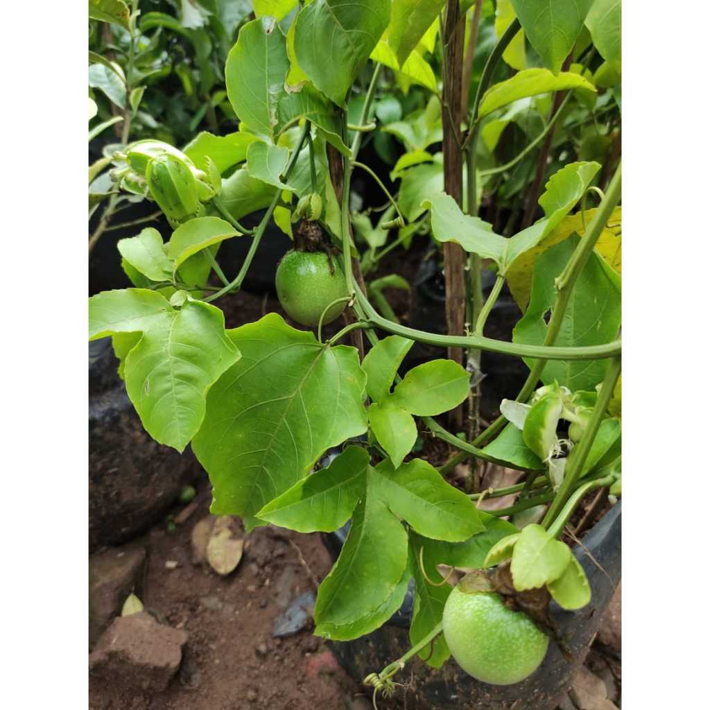Tanaman buah markisa merah berbuah / rasa manis