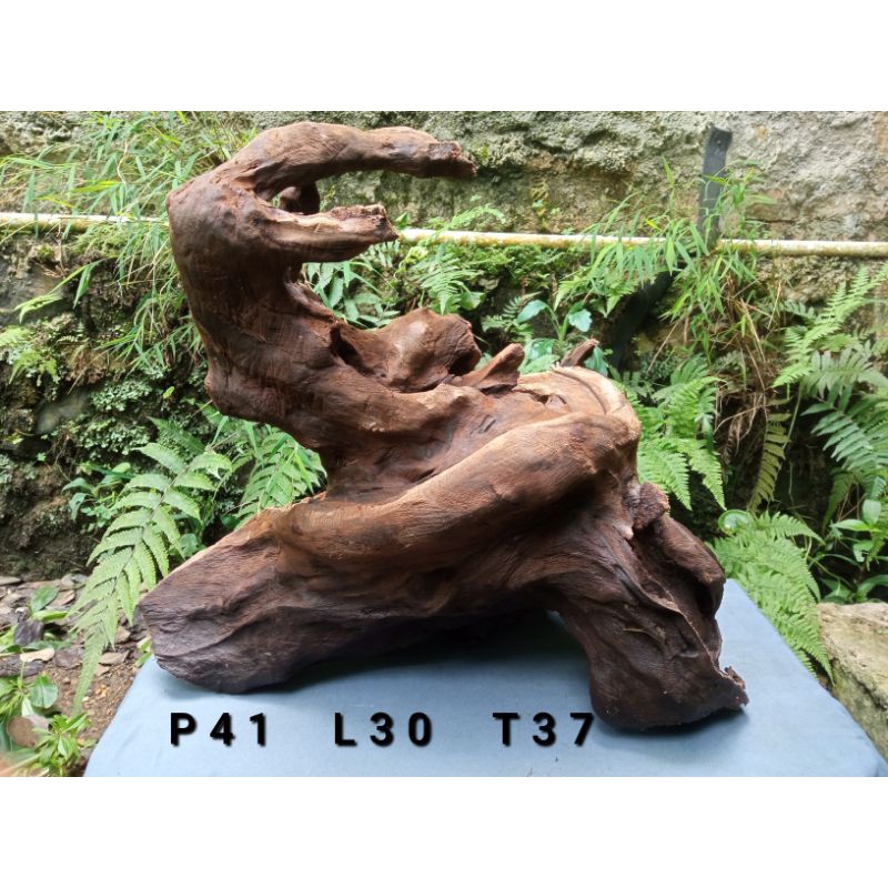 Jual Kayu rentek aquascape Jumbo murah (Full Tenggelam) | Shopee Indonesia