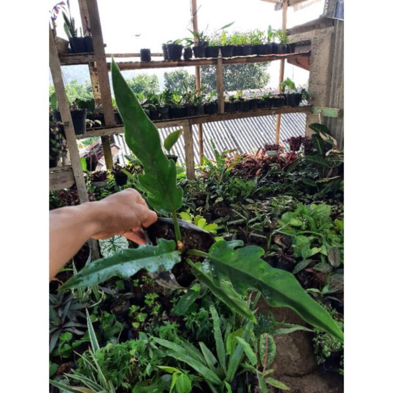 Jual Tanaman Hias Philo Gergaji / Tanaman Hidup Philo Crocodile Bunga ...