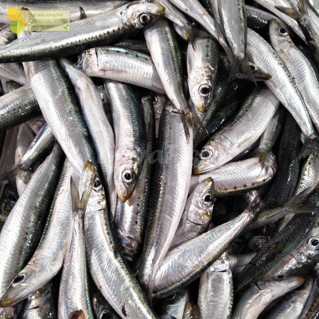 Jual Ikan Sarden Segar Terlengkap & Harga Terbaru Mei 2026 | Shopee ...