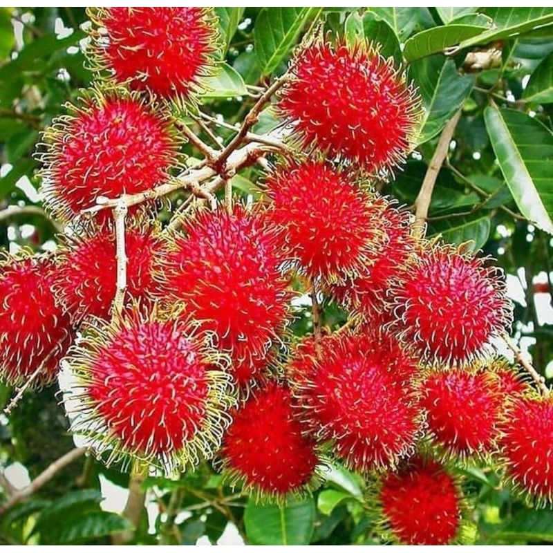 Jual Bibit Rambutan Binjai okulasi cepat berbuah bisa di tambulampot ...