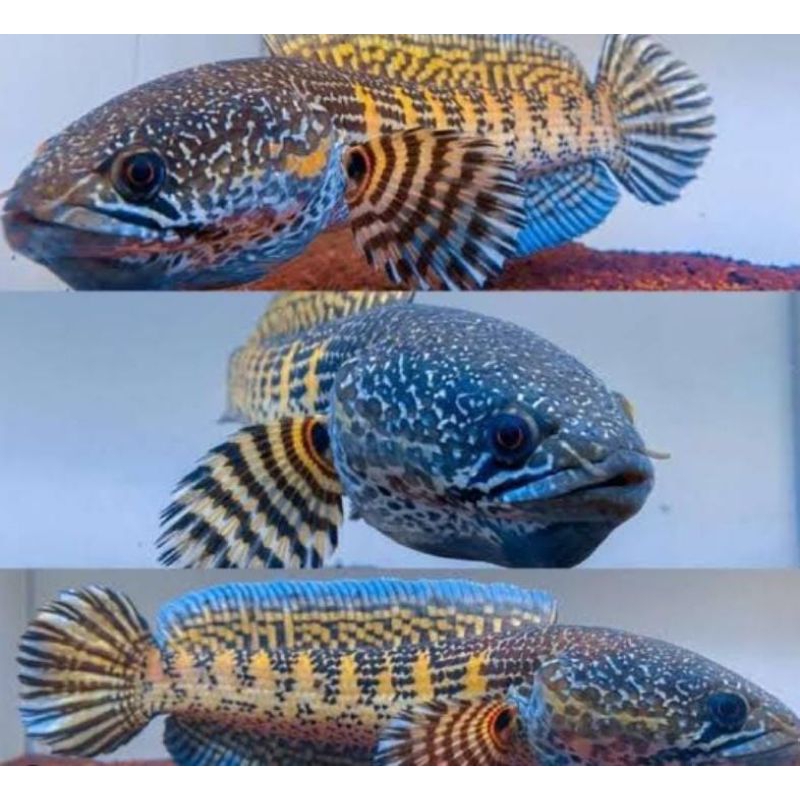 Jual ikan Channa auranti size 10-15 | Shopee Indonesia