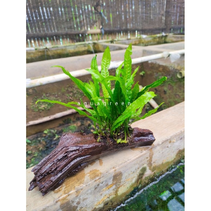 Jual Kayu rentek kadaka full sudah tengelam tanaman aquascape | Shopee ...