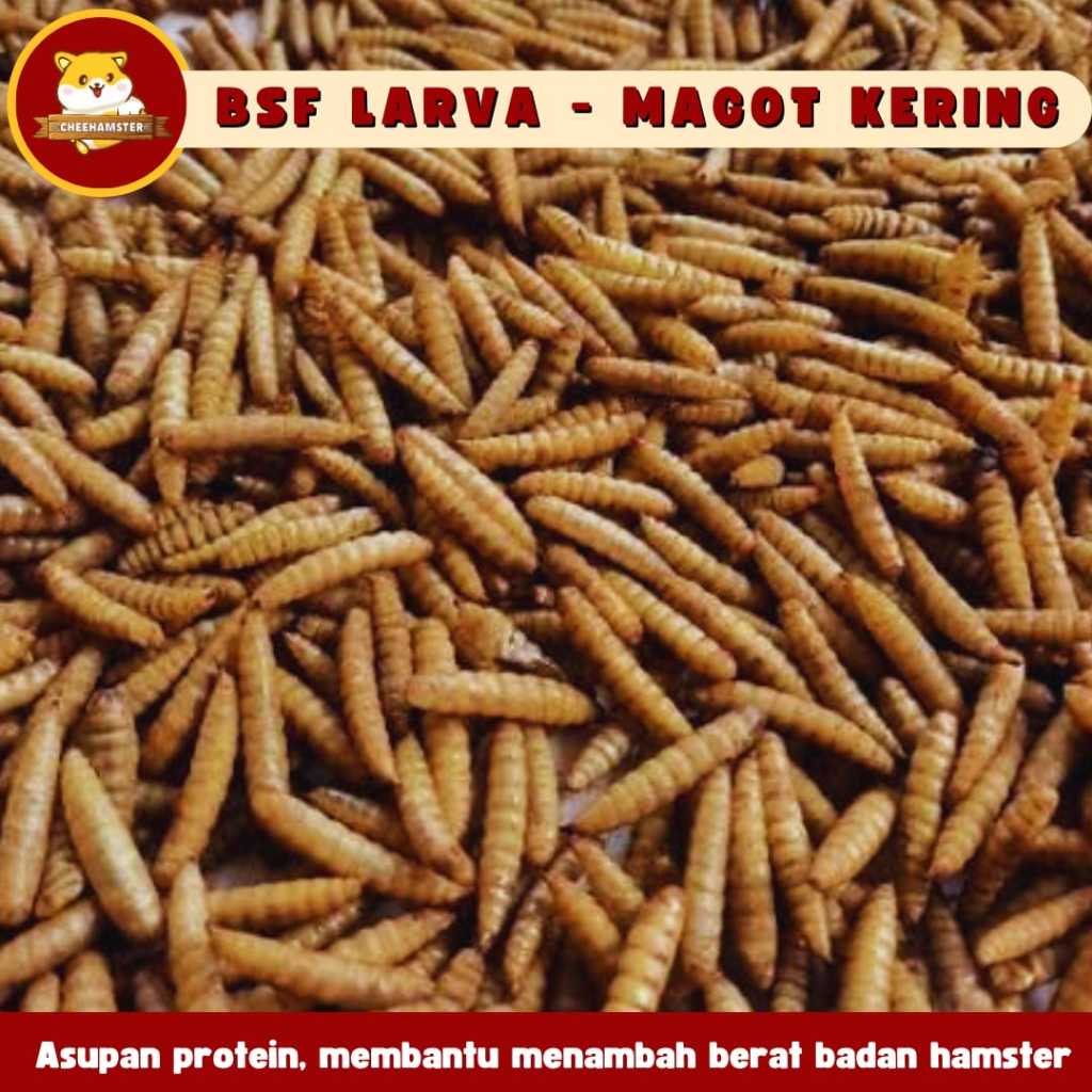 Jual BSF Larva Kering 15gr | Makanan Tinggi Protein untuk Hamster ...