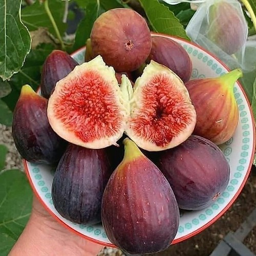 Bibit Benih Buah Tin Ungu (5 Butir)