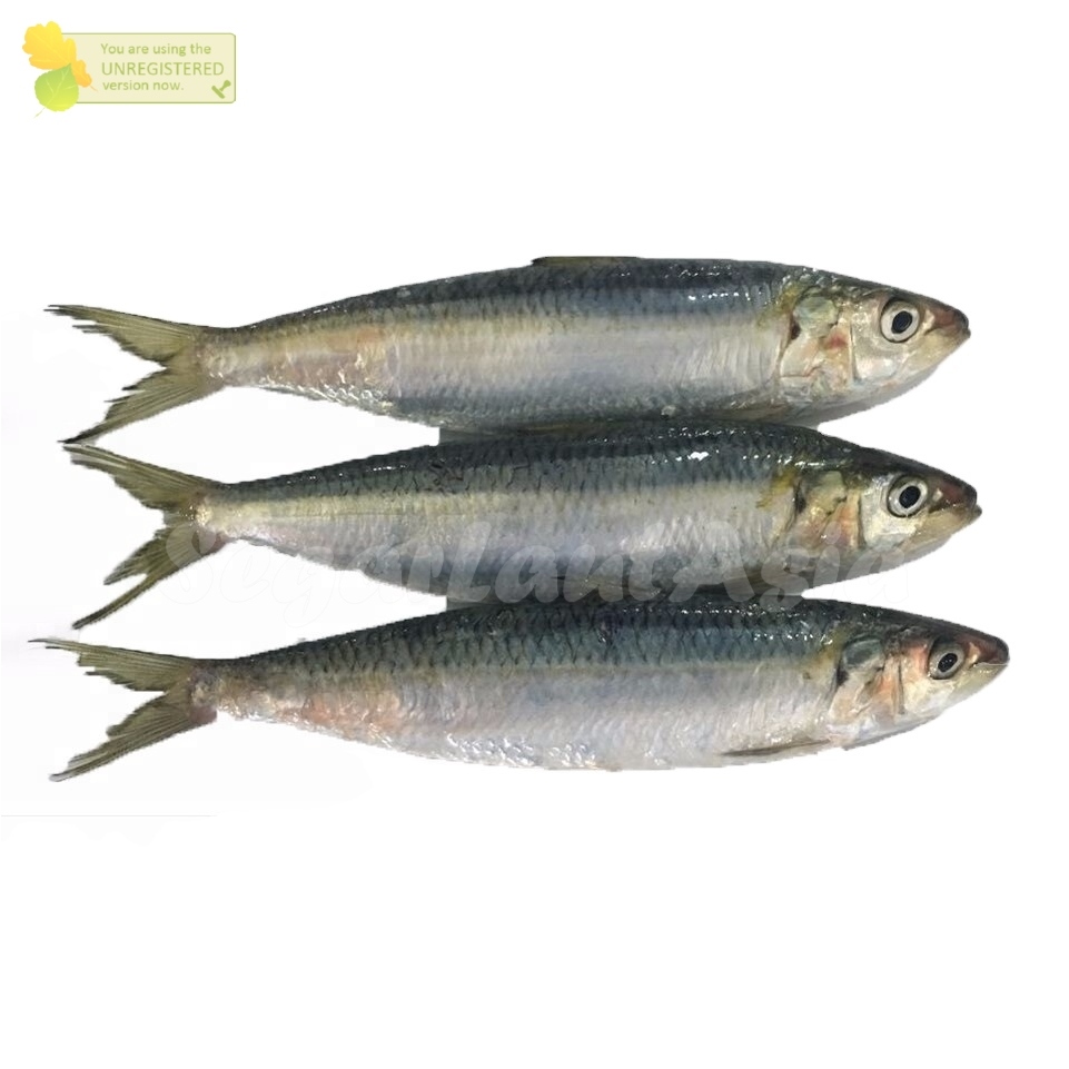 Jual Ikan Sarden 1Kg Ikan Sarden Segar Sardines Sardien Fish Ikan ...