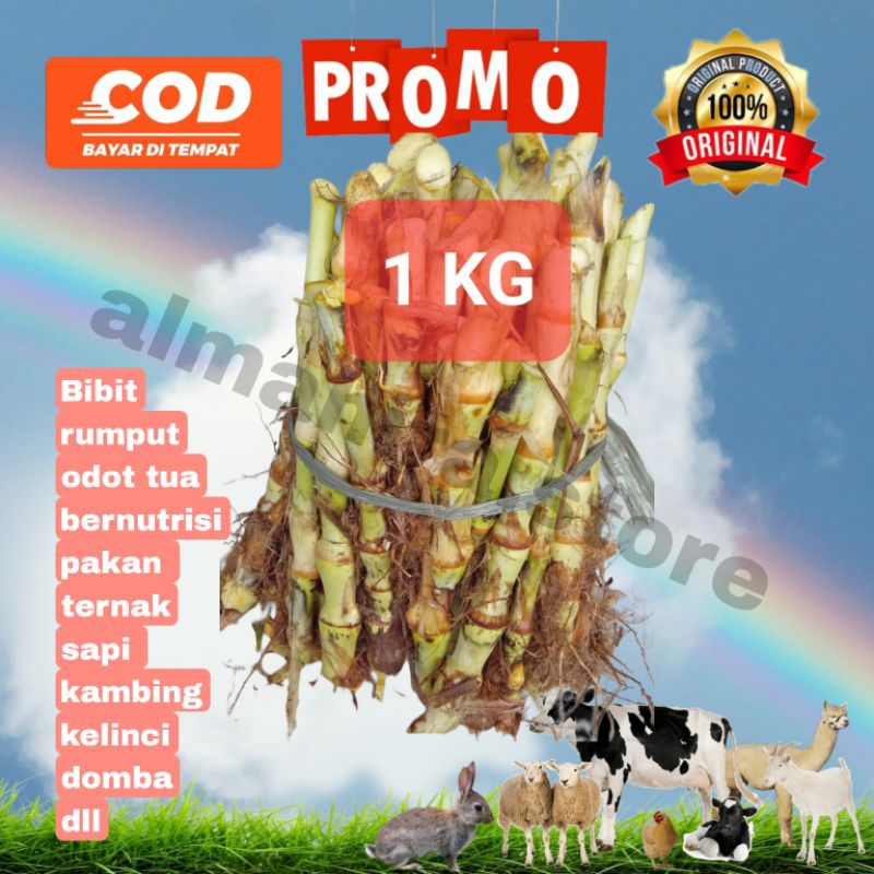 Jual BIBIT RUMPUT ODOT 1 KG PAKAN TERNAK DOMBA KAMBING SAPI KELINCI ...