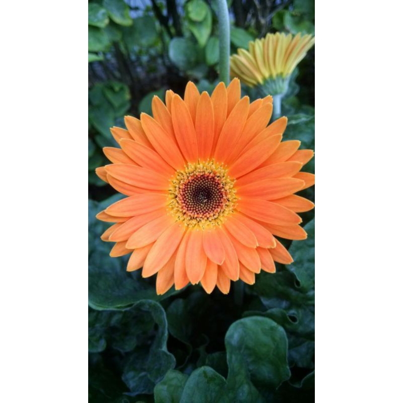 Jual Garbera Langka | Shopee Indonesia