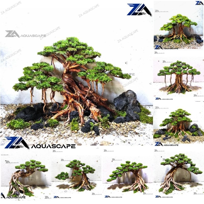 Jual Pohon bonsai kayu bonsai aquarium aquascape akar rasamala Shopee