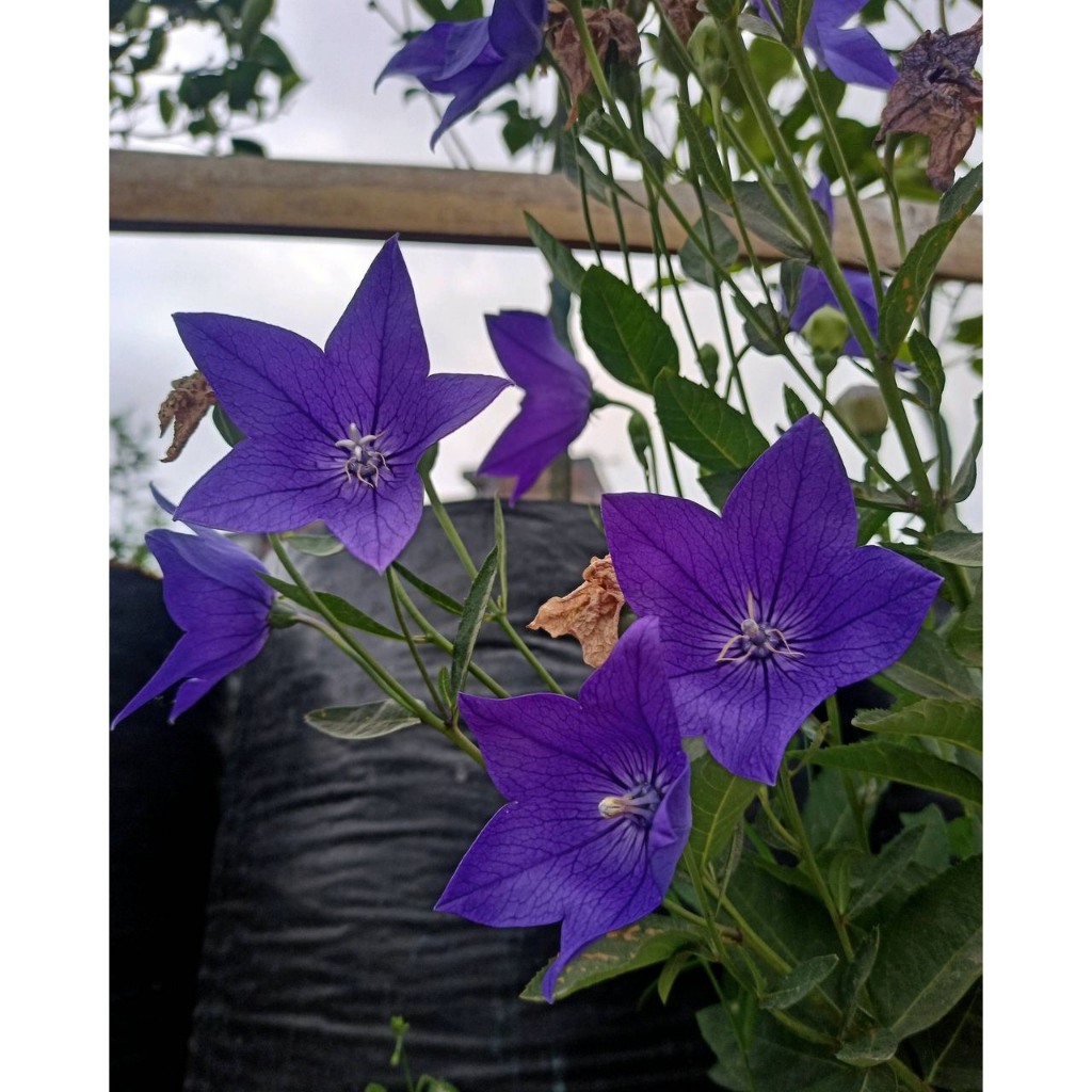 Jual Si Cantik Blue Bell, Bunga Semusim Mirip Bintang | Shopee Indonesia