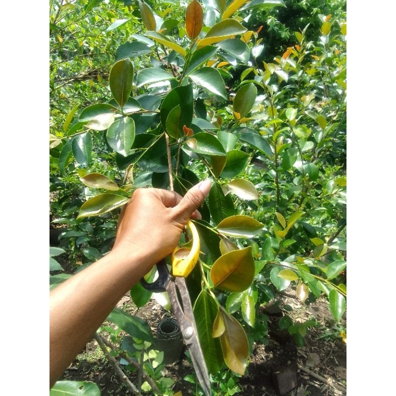 Jual IPRIK/PREH PUPUS MERAH BAHAN | Shopee Indonesia