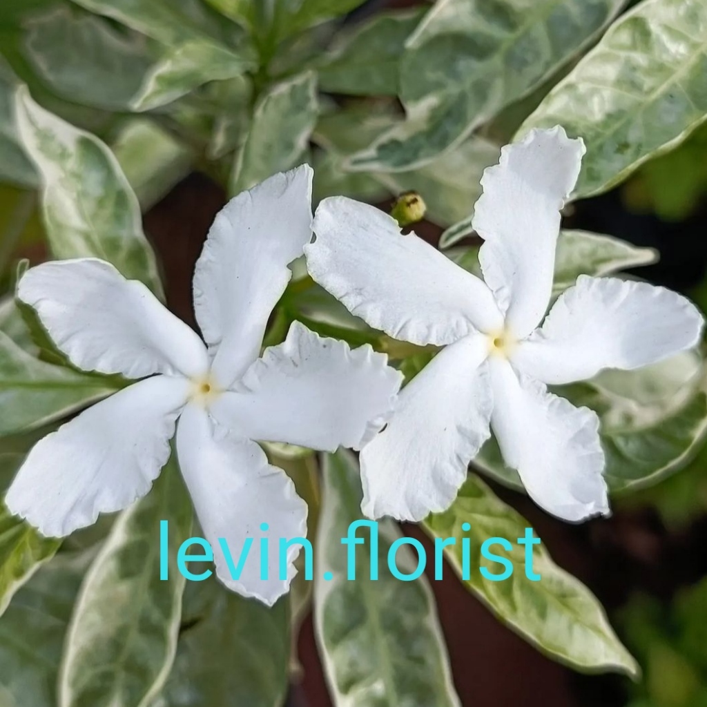 Jual [Varigata] Tabernaemontana corymbosa / rombusa varigata variegata ...