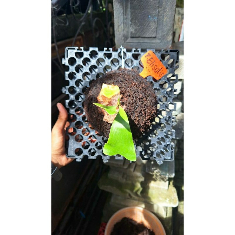 Jual platycerium /kesimbar elisotis hybrid platycerium elephantotis x ...