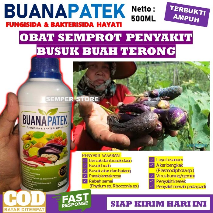 Jual Obat Busuk Buah Terong Ungu Ampuh Fungisida Bakterisida Hayati