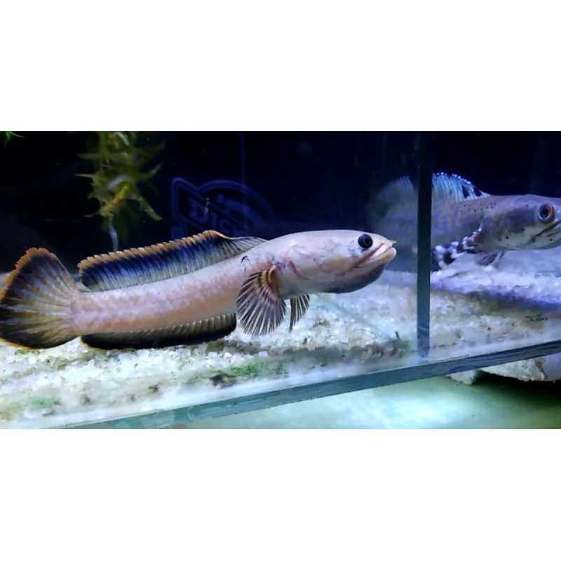 Jual Channa Limbata super 12-15cm | Shopee Indonesia