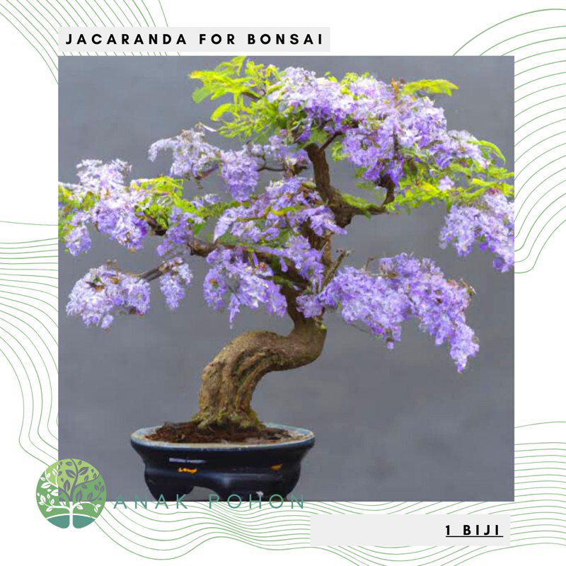 Jual Benih Bibit Biji - Blue Jacaranda Tree for Bonsai Seeds - IMPORT ...