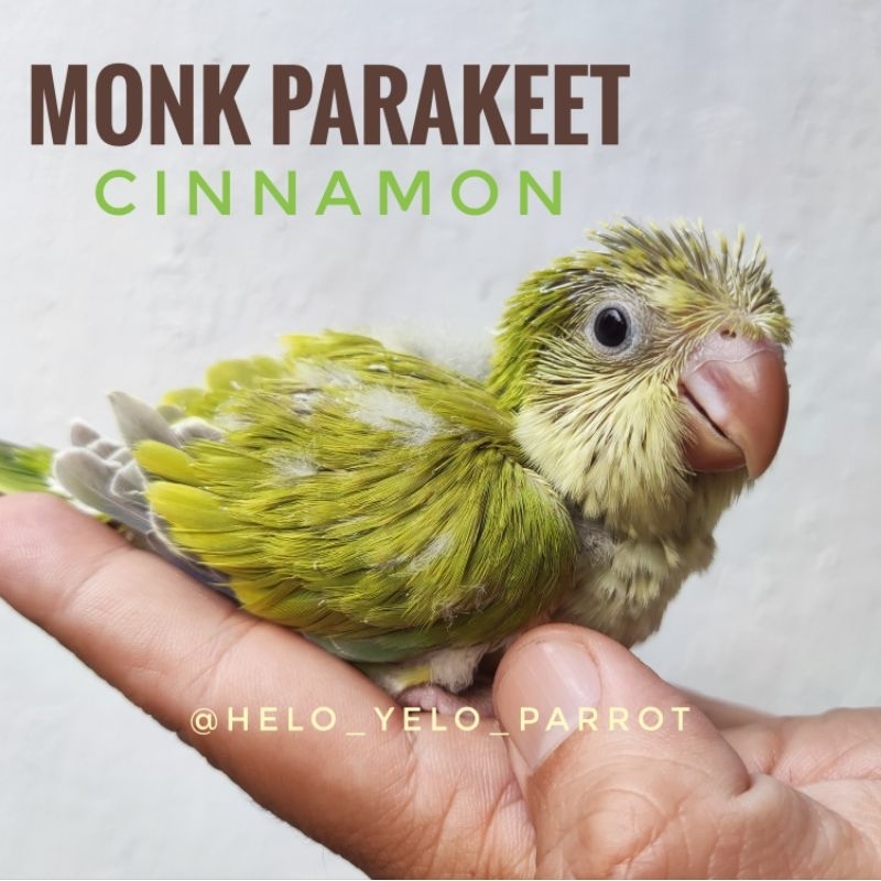 Harga best sale monk parakeet