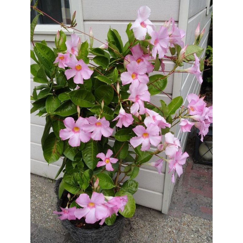 Jual TANAMAN HIAS RAMBAT ALAMAMDA MANDEVILLA BUNGA PINK - TANAMAN HIAR ...