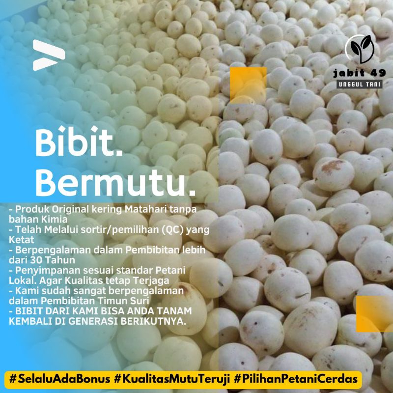 Jual Jabit Biji Benih Unggul Timun Suri Kuning Lokal Bibit Unggul