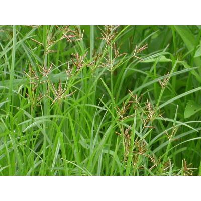 Jual Daun Rumput Belulang 100 Gram Segar Baru Petik | Shopee Indonesia