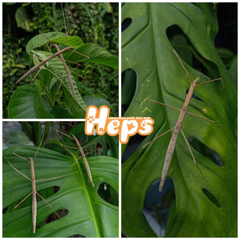 Jual Stick Insect (Mini) | Shopee Indonesia