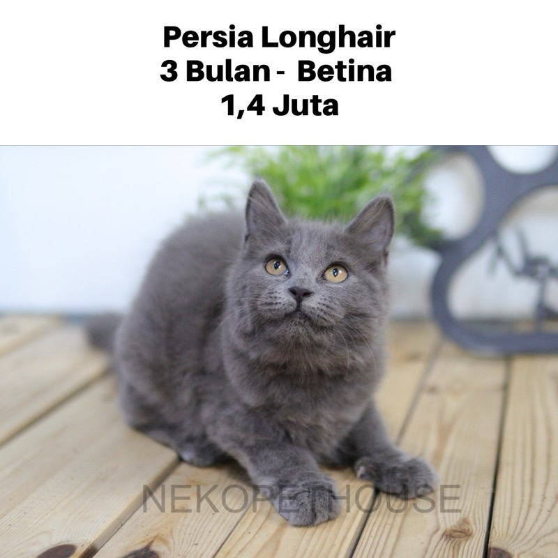 Jual Mix ragdoll, Persia Longhair Kitten anak Kucing | Shopee Indonesia