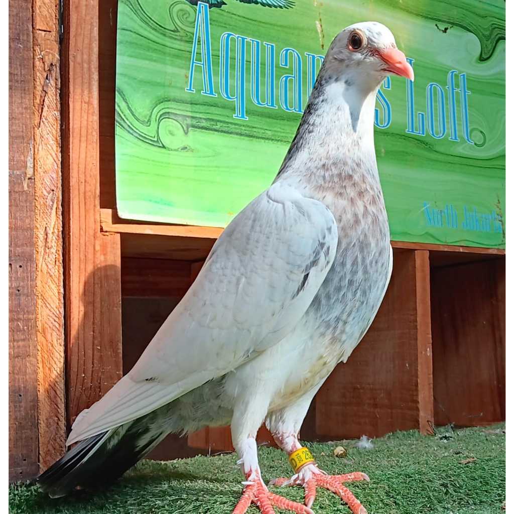 Jual Merpati Pos Mandiri (Warna Putih) | Shopee Indonesia