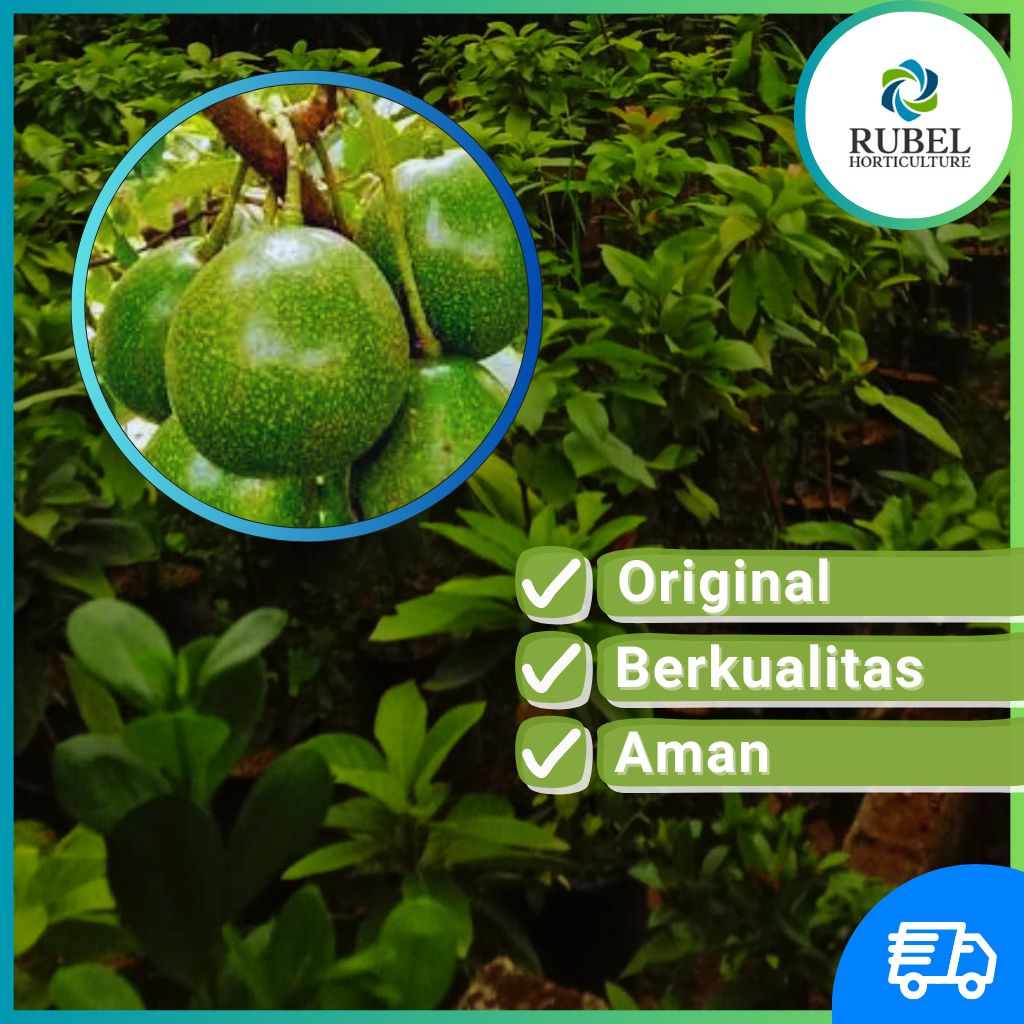 Jual Bibit Alpukat Kendil Asli Tanaman Buah Hasil Grafting/Okulasi ...