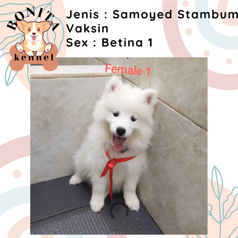 Harga 2024 samoyed puppy