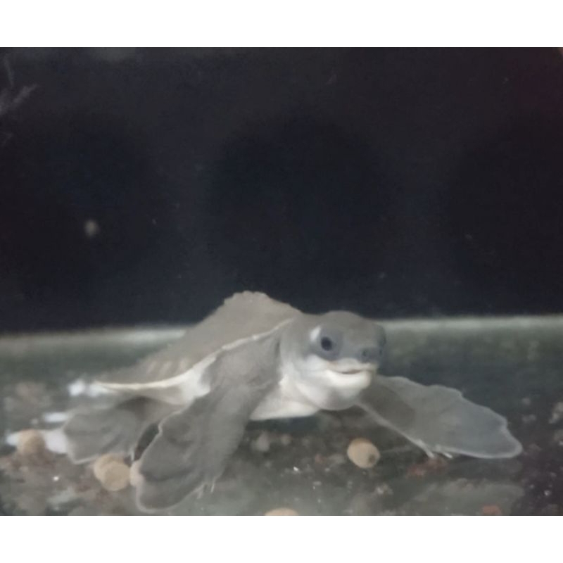 Jual aksesoris aquarium monbi 6 cm | Shopee Indonesia