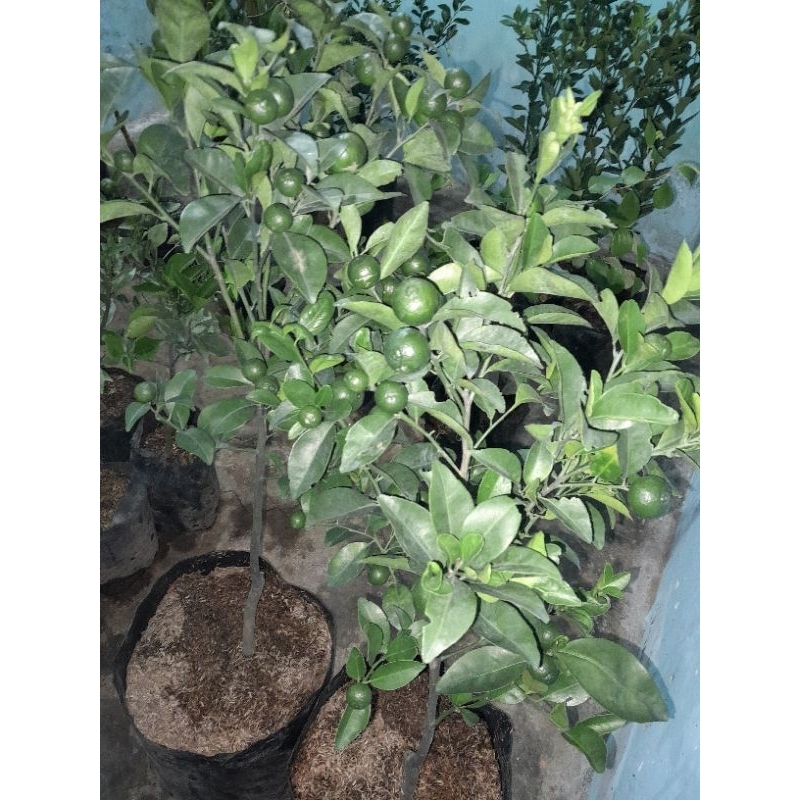 Jual indukan santang ijo/tayam madu kondisi super berbuah lebat ...