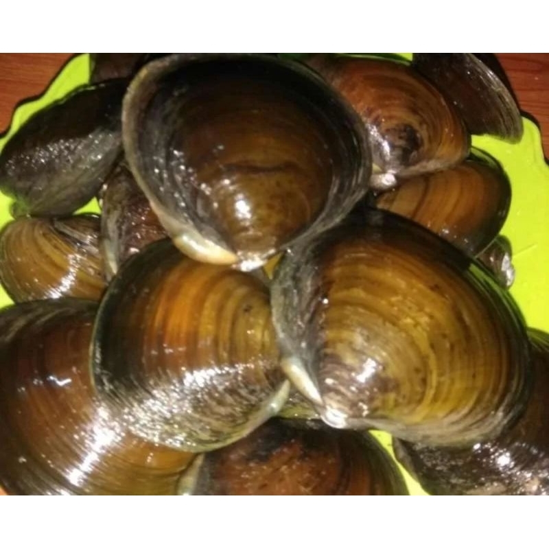 Jual Kerang Totok Besar / kerang jimbaran Segar 1kg | Shopee Indonesia