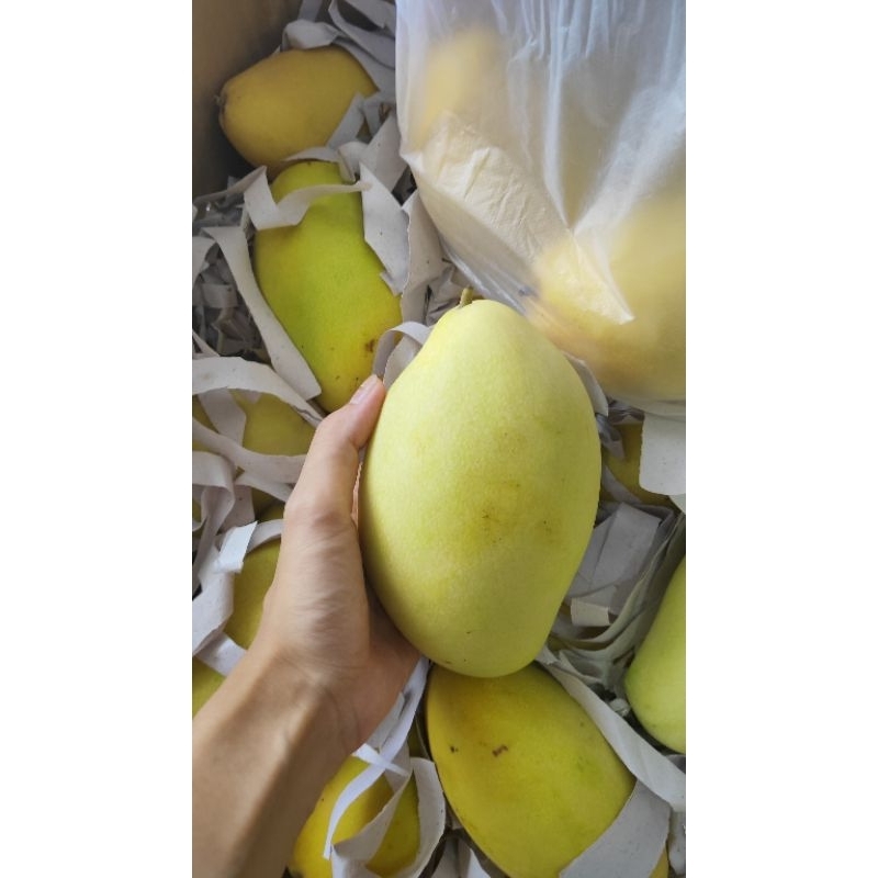 Jual Mangga golden | Shopee Indonesia