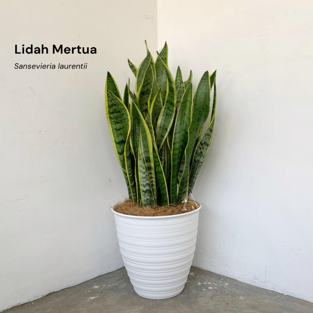 Jual SATU SET TANAMAN DAN POT Lidah Mertua Sansevieria Laurentii ...