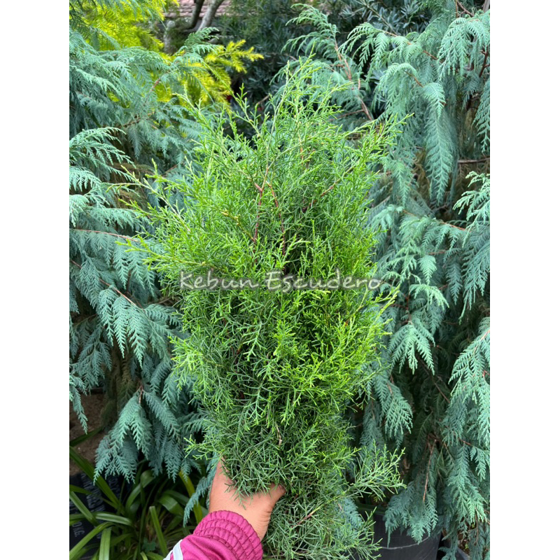 Jual Bunga Potong Cemara - Daun Cemara Rentes Fresh - Cemara Wangi Per ...