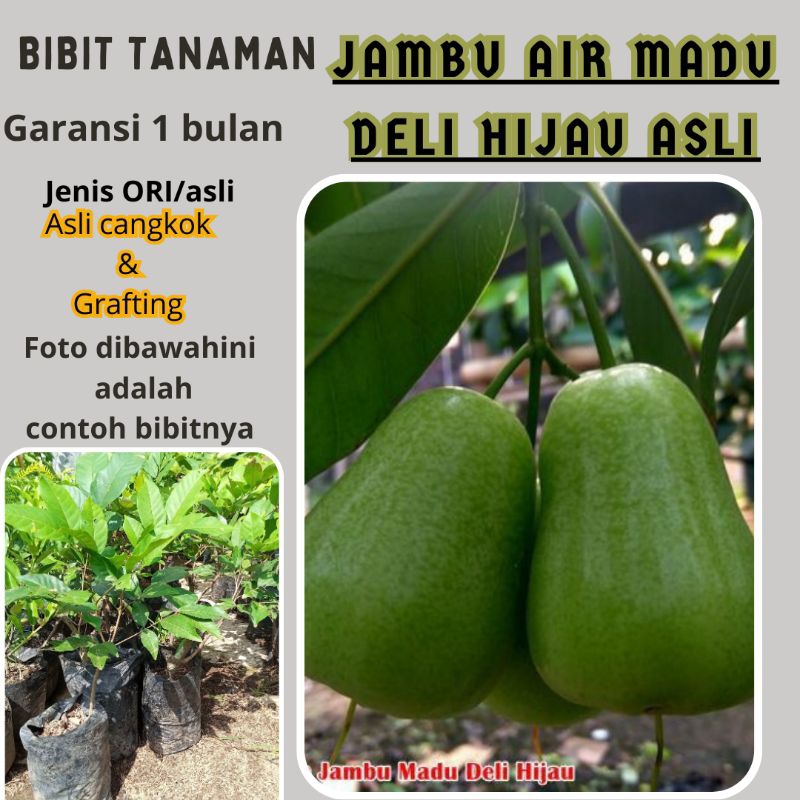 Jual BIBIT JAMBU AIR MDH(MADU DELI HIJAU) | Shopee Indonesia