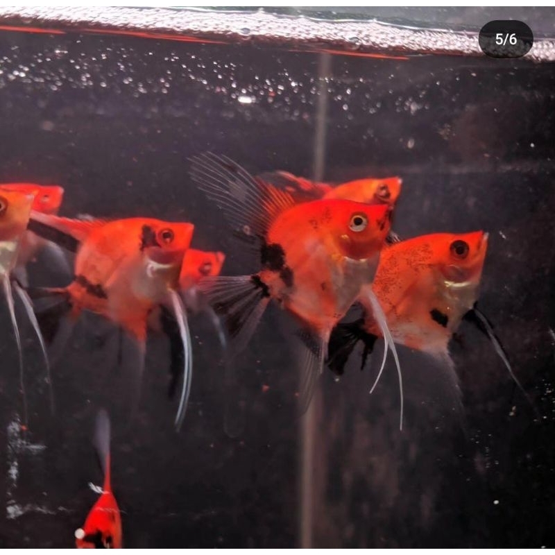 Jual Red Devil Full Block Super Grande 3 Cm - AQUARIUM | Shopee Indonesia