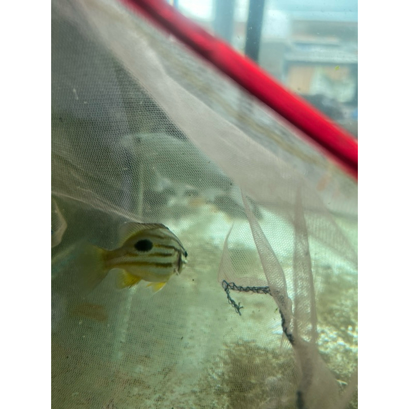 Jual Ikan Tompel Terlengkap & Harga Terbaru Juli 2026 | Shopee Indonesia