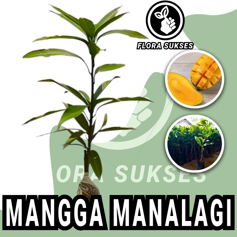 Bibit Tanaman Mangga Manalagi Okulasi Bibit Mangga Lalijiwo