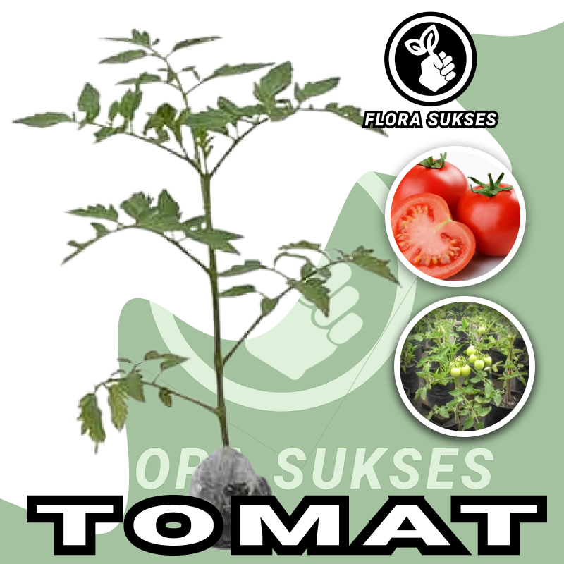 Tanaman Tomat Sayur / Pohon Tomat Sayur / Bibit Tomat Sayur