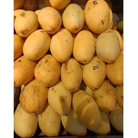 Jual Mangga Nam Dok Mai | Mangga Thailand Golden 1kg | Shopee Indonesia