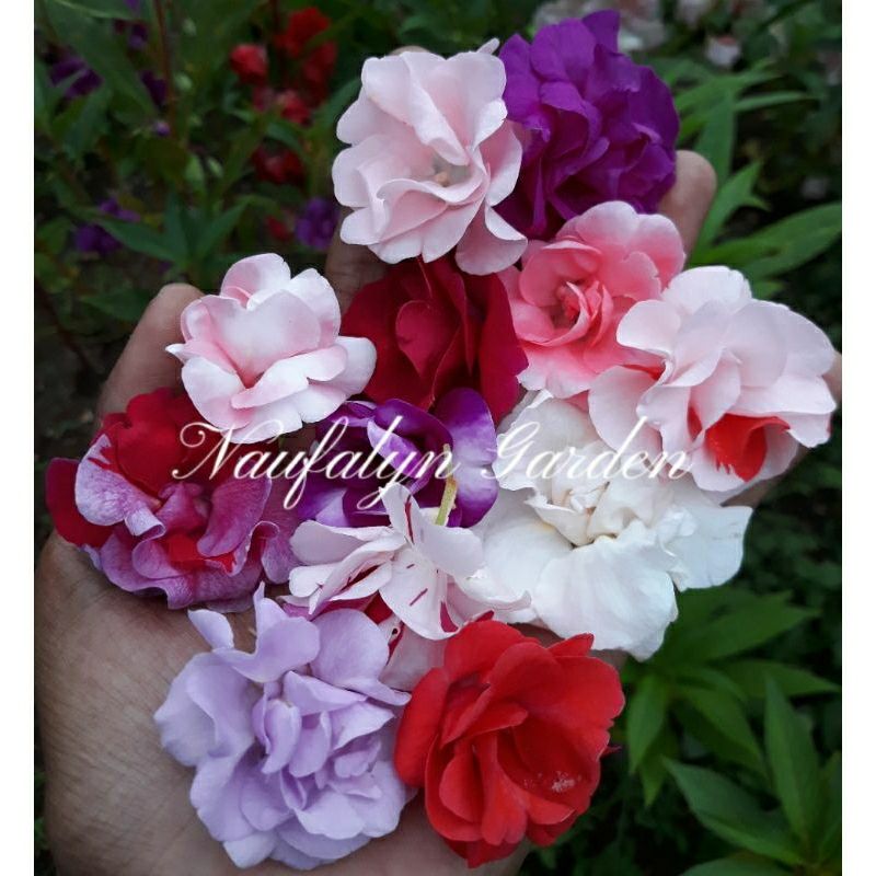 Jual 25 Benih Bunga Pacar Air Ungu Tumpuk Benih Biji Bibit Bunga Hias ...