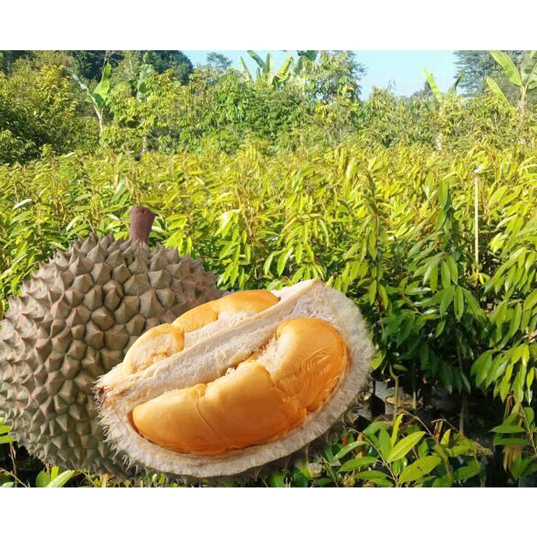 Jual New Bibit Durian Musangking Ochee Duri Hitam Blackthorn